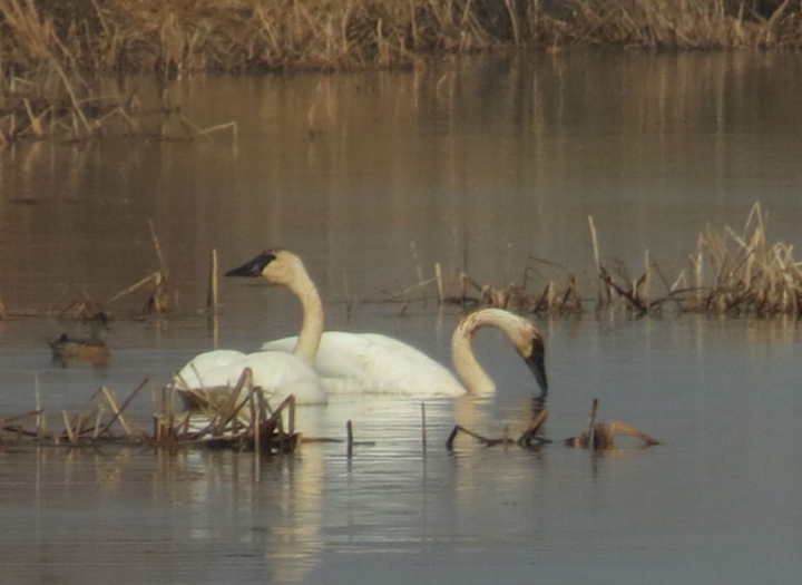 Trumpeter Swans